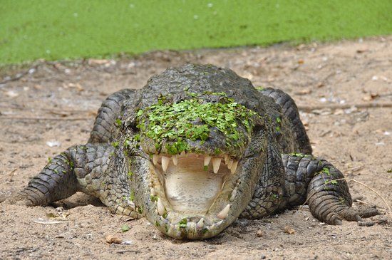 The Madras Crocodile Bank Trust and Centre for Herpetology