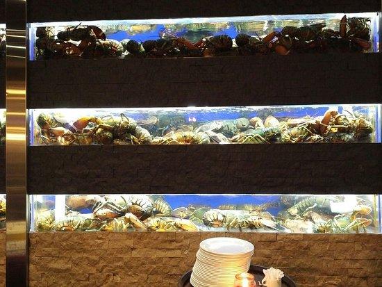 Fishman Lobster Clubhouse