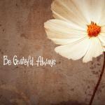 Pura Vida Mexican Food