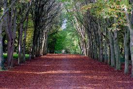 Forêt de Saint-Germain-en-Laye