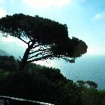 Foodies Pizza & Delices