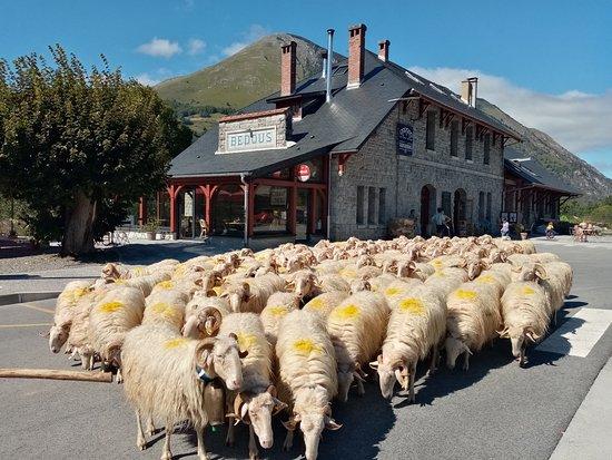 Transhumance & cie
