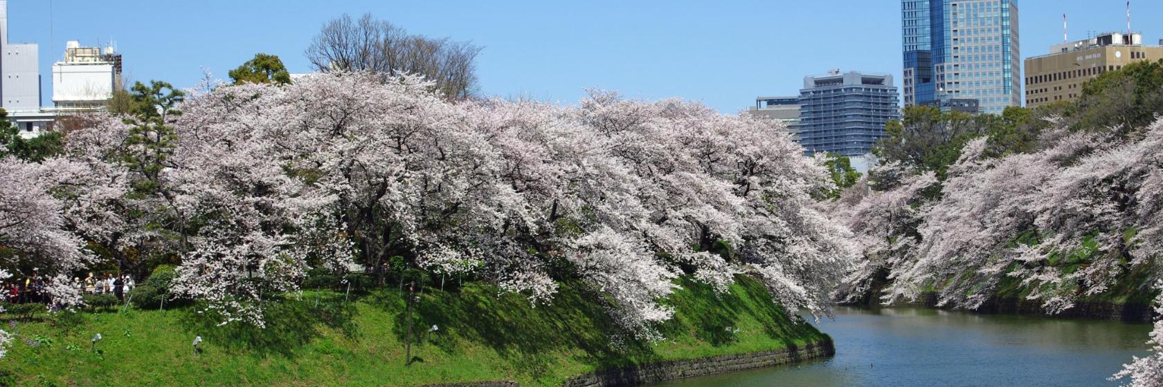Chidorigafuchi Caminho Verde