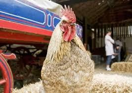 The Old Farmyard Ripley