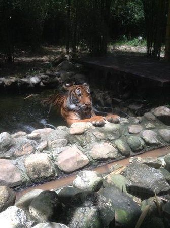 Tiger Tiger Gallery & Exhibit