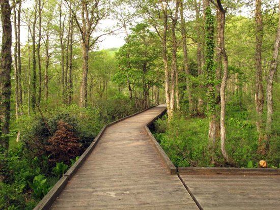 Urabandai Wild Bird Woods