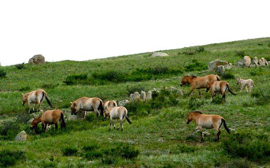 Hustai National Park