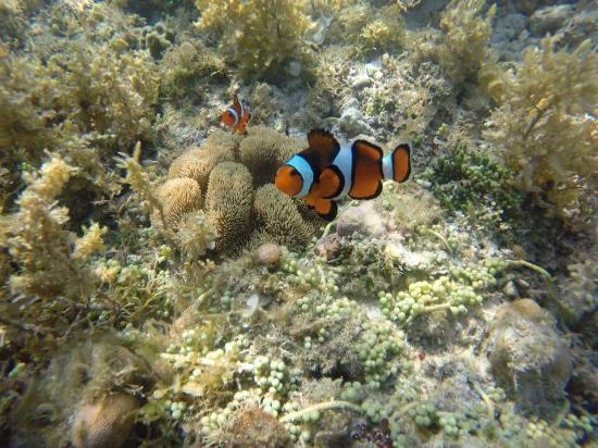 Tubod Marine Sanctuary