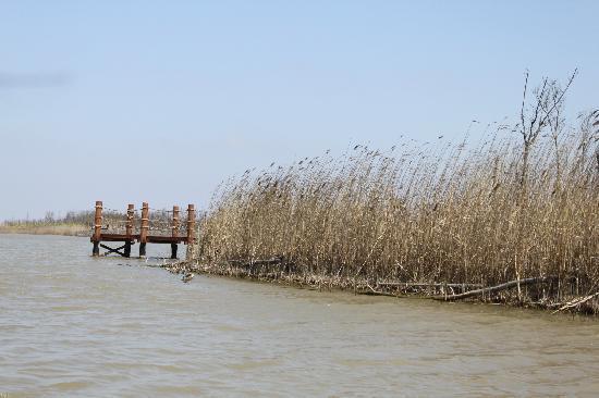 Chongming Dongtan Natural Reservation