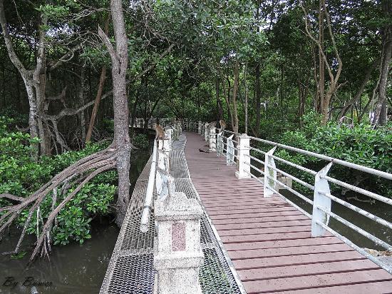 Mangrove Swamp Park