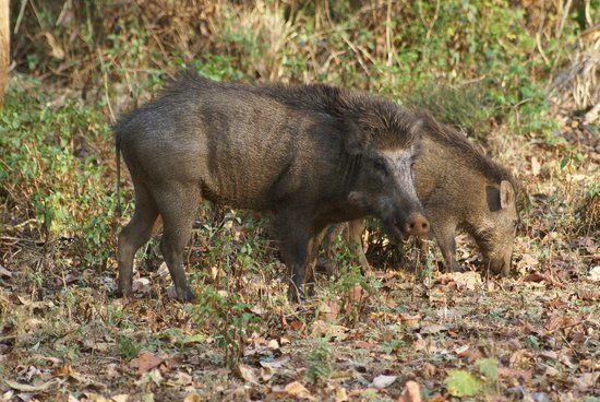 BRT Wildlife Sanctuary
