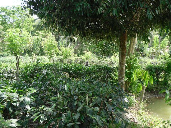 Handunugoda Tea Estate