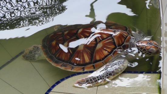 Centro de protección de Tortugas de Cherating