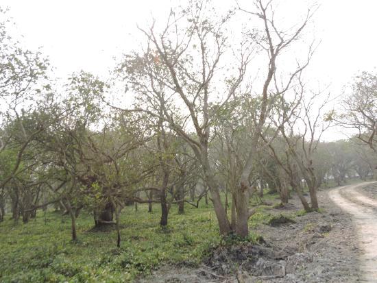 Bura Chapori Wildlife Sanctuary