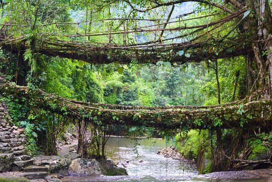 Double Decker Living Root Bridge