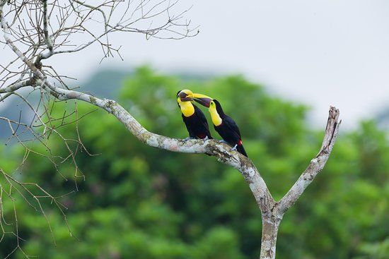 Centre d'information Panama Rainforest Discovery Center