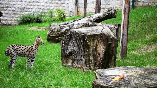 Dierentuin van Sarajevo