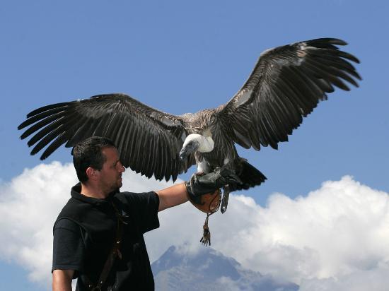 Greifvogel-Flugschau