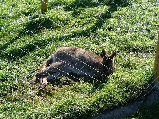 Kiltimagh Pet Farm and Wildlife Park