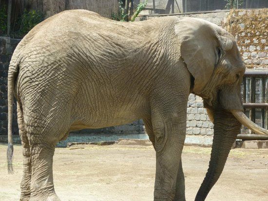 Jardim Zoológico do Chile