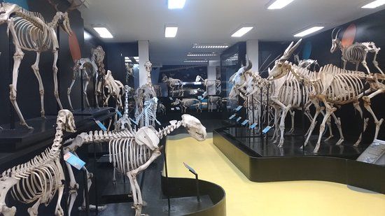 Anatomia Veterinaria Prof. Dr. Plinio Pinto e Silva Museum