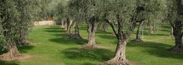 Jardin Des Arènes de Cimiez