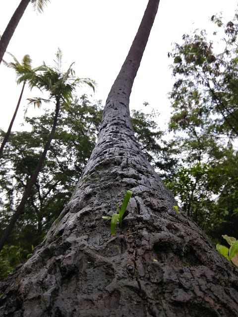 Chotha Kashmir Boat Club
