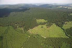 Hillekopf