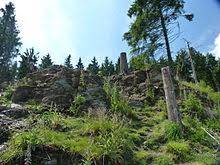 Ginsterkopf