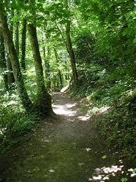 bois de Keroual