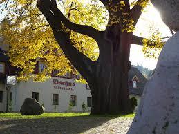 Lipa Sadowa w Karpaczu