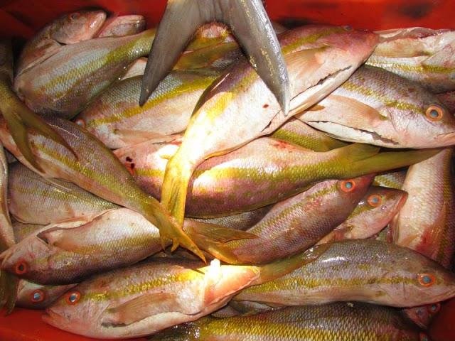 Gun Caribbean seafood