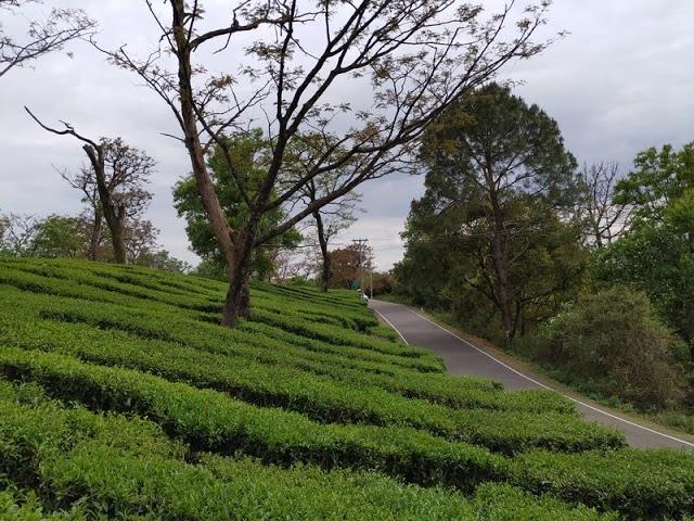 Tea Garden