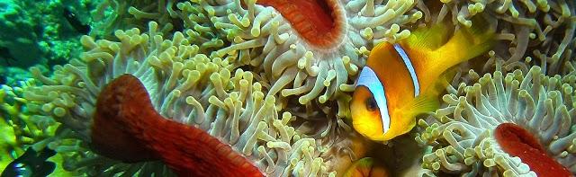 Nemo Dive Club & Hotel