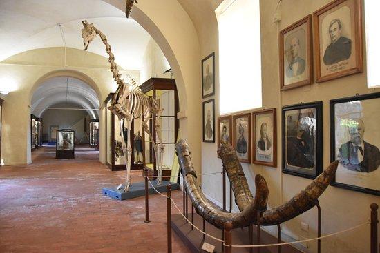 Musée d'histoire naturelle de l'Université de Pise