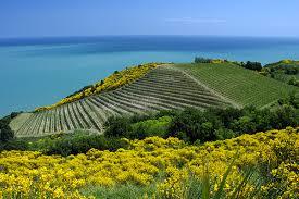 Fattoria Mancini Cantina e Spaccio Aziendale