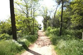 forêt domaniale des Pays-de-Monts