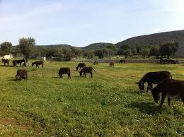 Masseria Russoli