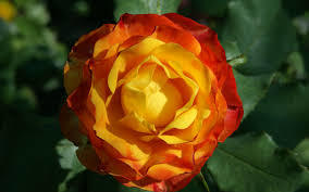 La Roseraie de Saint Vincent