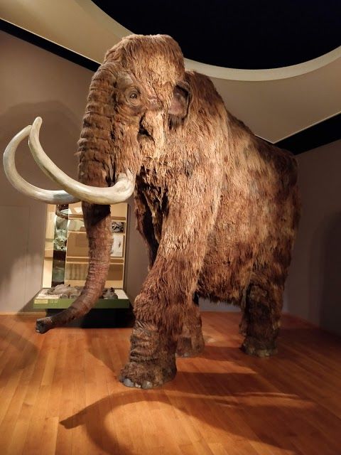 Natural History Museum of Basel