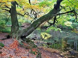 Nidd Gorge