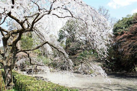 Kyoto Gyoen National Garden