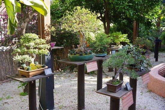 Jardin musée du bonsaï