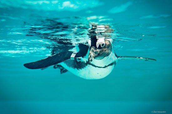 Kittenberger Kálmán Növény- és Vadaspark