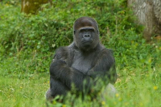 Vallée des singes