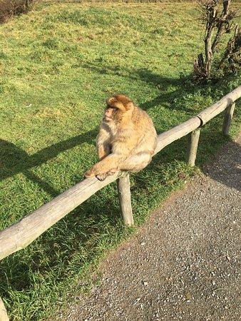Affen- und Vogelpark Eckenhagen