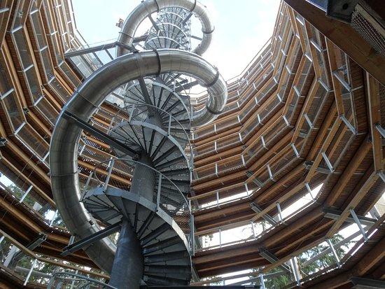 Trail of tree crowns