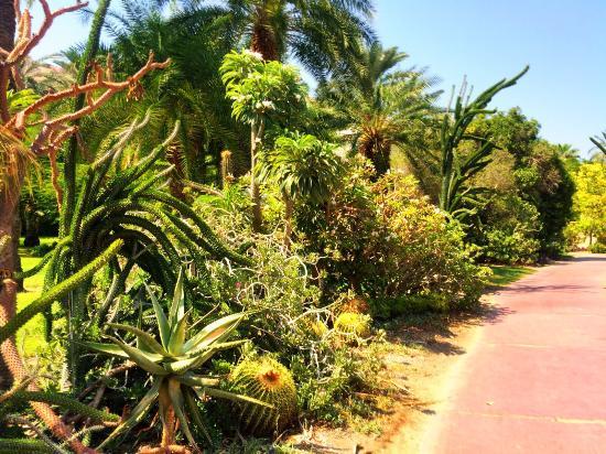 The Botanical Garden in Kibbutz Ein Gedi