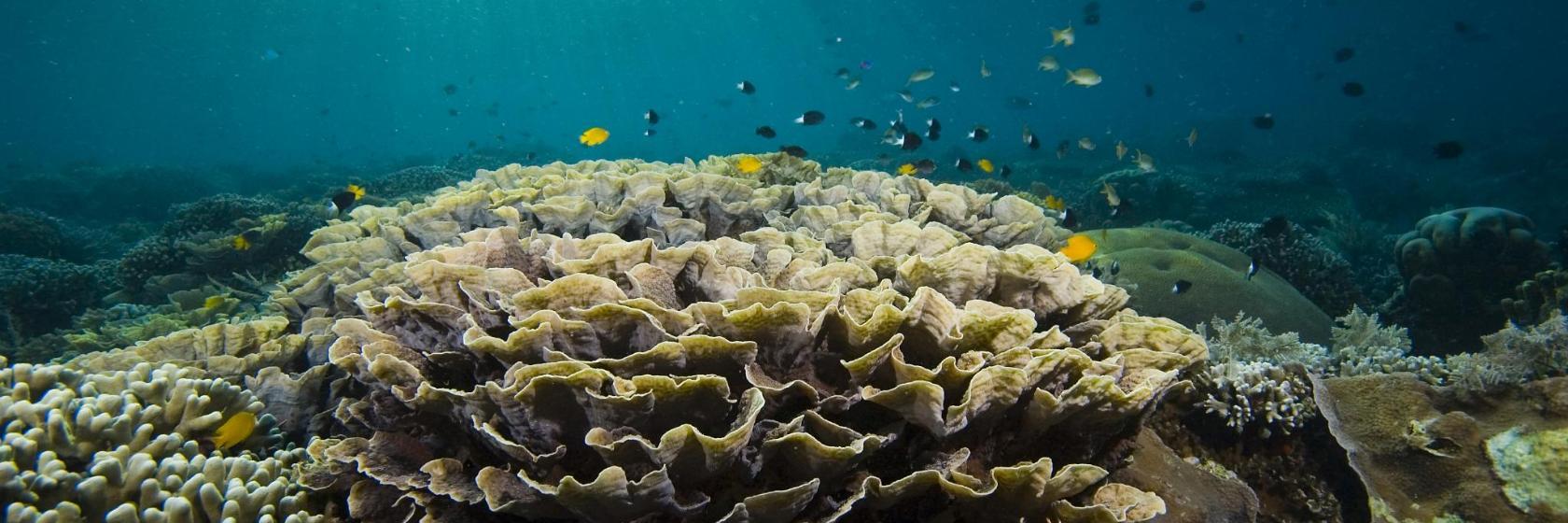 Parc d'État de John Pennekamp Coral Reef