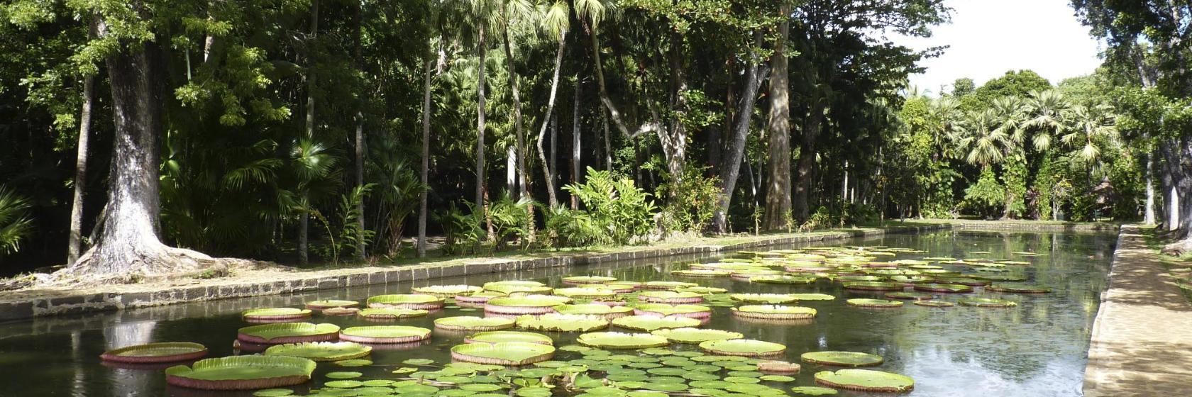 Jardín Botánico de Pamplemousses